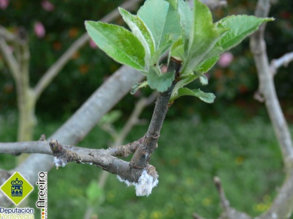 Pulgon lanigero - Wooly aphid - Peral lanixero >> Eriosoma lanigerum - Ataque de pulgon lanígero.jpg